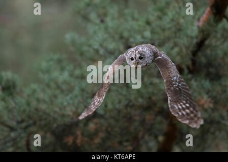 Waldkauz Chouette hulotte Strix Aluco enr / ( ) en vol silencieux, battant, chasse, au décollage, frontal tourné au bord d'une forêt de pins, à l'envers, l'Europe. Banque D'Images