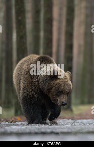 Ours brun / Braunbaeren ( Ursus arctos ), marcher dans l'eau peu profonde d'une flaque d'eau couvertes de glace, l'exploration de l'eau gelée, a l'air drôle, Europe Banque D'Images