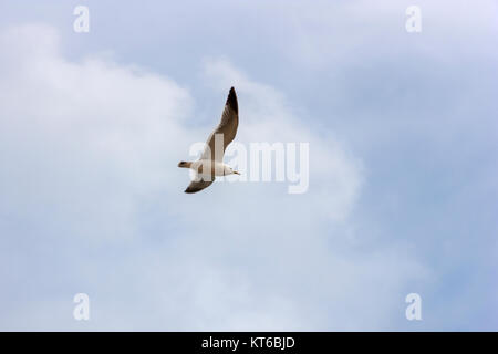 Mouette en vol à un poisson Banque D'Images