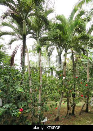 Areca catechu, communément appelé palmier à noix de bétel, est une plante tropicale originaire d'Asie du Sud-est. Il est souvent cultivé pour ses graines, qui sont utilisées dans les pratiques culturelles et médicinales. Banque D'Images