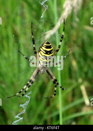 Argiope bruennichi, également connu sous le nom d'araignée guêpe, se trouve à Arnhem, aux pays-Bas. Il est reconnu pour sa coloration frappante et sa grande structure de toile. Banque D'Images
