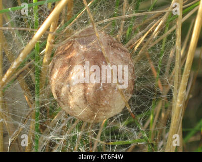 L'Argiope bruennichi, communément appelée araignée guêpe, est représentée ici avec son cocon et son sac à oeufs à Arnhem, aux pays-Bas. Cette espèce est connue pour son aspect distinctif et ses motifs de toile. Banque D'Images