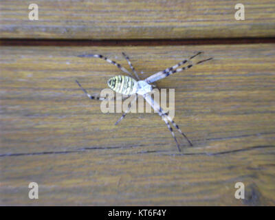 Argiope bruennichi, communément appelé araignée guêpe, est observé dans le Brandebourg, en Allemagne. Cette espèce est reconnue pour ses marques jaunes et noires distinctives sur son abdomen et sa grande toile. On le trouve couramment dans les prairies et les jardins. Banque D'Images
