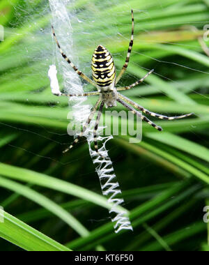 Argiope bruennichi, communément appelé araignée guêpe, photographiée à Kiev. Cette espèce est connue pour ses marques jaunes et noires distinctives et ses motifs de toile, que l'on trouve dans les jardins et les champs. Banque D'Images