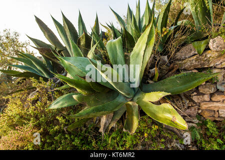 De plus en plus grande plante d'agave au Mexique à l'aube Banque D'Images