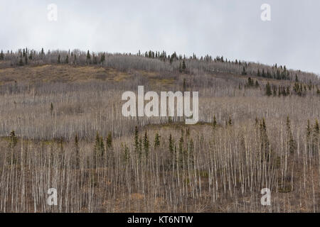 Vêtements forestiers la Talkeetna Mountains vue depuis l'autoroute Glenn à travers la vallée de la rivière Matanuska, au nord-est d'Anchorage, Alaska, USA Banque D'Images