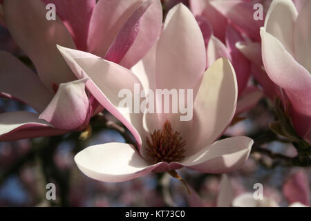 Saucer Magnolia dans le jardin Banque D'Images