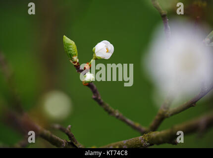 Jeune Fleur Fleur de cerisier sur branch Banque D'Images