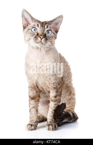 Joli chat Devon Rex gris Banque D'Images