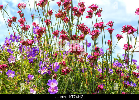 bordure mixte cranesbill rozanne géranium et verveine bonariensis (vervain patagonien) Banque D'Images