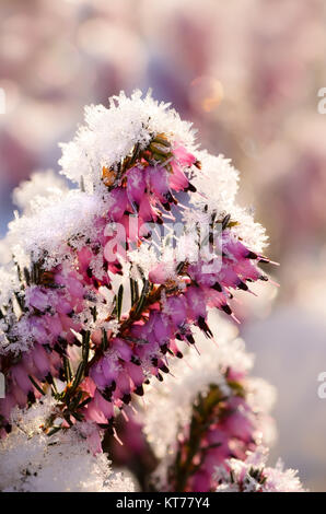 L'hiver, fleurs de bruyère Erica carnea, couverte de givre, un gros plan de fleurs d'une couche de cristaux de glace sur un froid matin d'hiver, Allemagne Banque D'Images