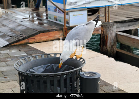 Guette à pattes jaunes (Larus michahellis) vérifiant la poubelle pour la nourriture, Venise. Plongée à benne à ordures Banque D'Images