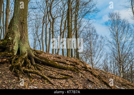 Un arbre sur Parnas mountain à Tsarskoe Selo, Pouchkine, Saint Petersburg Banque D'Images