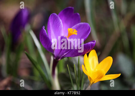 crocus en violet à côté de crocus en jaune Banque D'Images