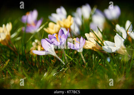 Les crocus en fleurs Banque D'Images