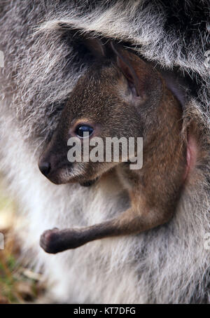 bébé de wallaby à col rouge macropus rufogriseus dans le sac Banque D'Images