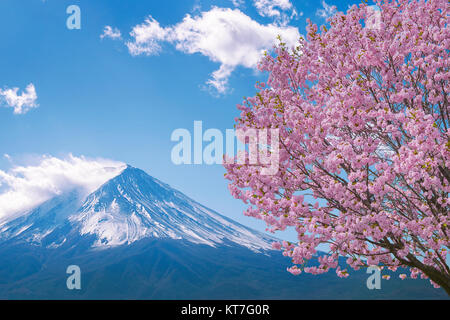 La montagne Fuji et cerisiers en fleurs au printemps, le Japon. Banque D'Images