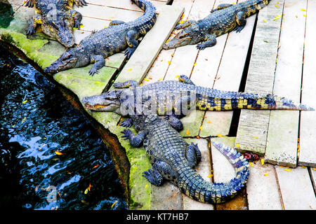 Dans le marécage de crocodiles Banque D'Images