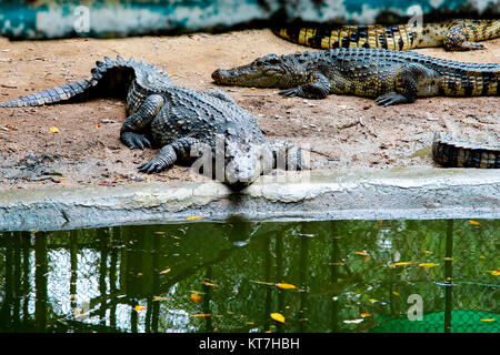 Dans le marécage de crocodiles Banque D'Images