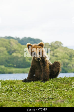 Cub Ours brun (Ursus arctos) dans le lac Kurile, péninsule du Kamchatka, en Russie. Banque D'Images