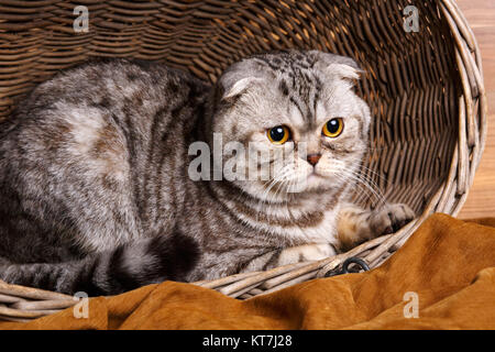 Rayures bicolores avec les yeux de chat jaune Scottish Fold se trouve dans un panier en bois Banque D'Images