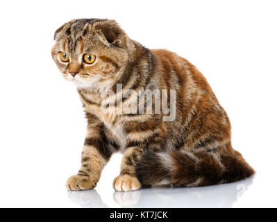 Scottish Fold cat bicolor stripes isolé sur fond blanc Banque D'Images