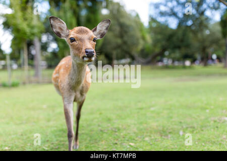 Les cerfs sauvages at outdoor Banque D'Images