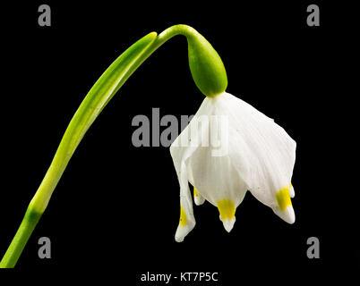 Flocon de neige de printemps flower isolated on black Banque D'Images