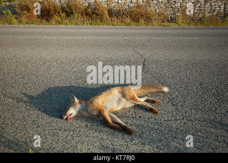 Le renard roux (Vulpes vulpes) tués sur la route, de l'Ombrie, Italie Banque D'Images