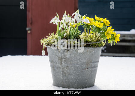 Les premiers signes du printemps. Aconit d'hiver perce-neige et dans un pot de zinc se trouve dans la neige fraîche Banque D'Images