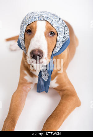 Adorable faon Mixed Breed Puppy Wearing Bandana sur la tête Banque D'Images