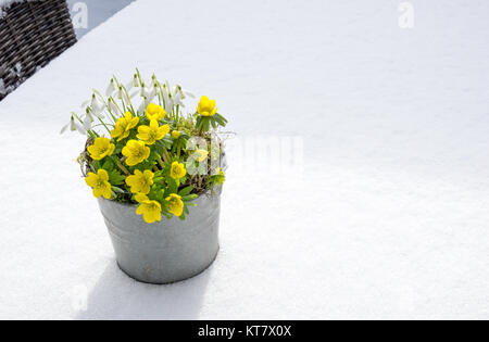 Les premiers signes du printemps. Aconit d'hiver perce-neige et dans un pot de zinc se trouve dans la neige fraîche Banque D'Images