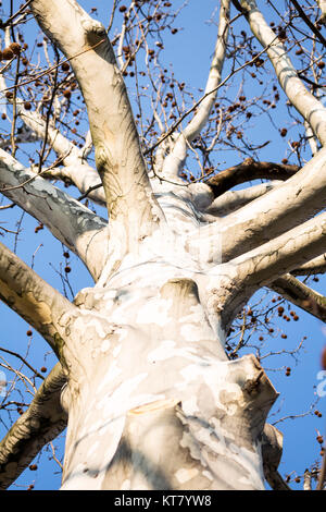 Arbre dans le ciel Banque D'Images