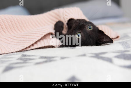 Adorable chaton noir portant sur le dos de couverture Rose Banque D'Images