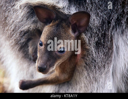 Les jeunes red-necked macropus rufogriseus wallaby dans la poche de la mère Banque D'Images