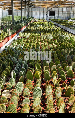 En pépinière, plantation de cactus Opuntia microdasys Banque D'Images