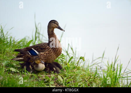 Canard et canetons se cachant sous elle dans l'herbe sur la banque Banque D'Images