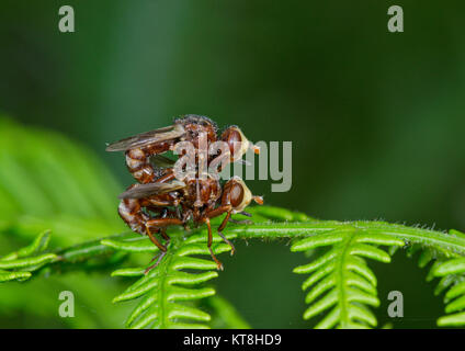 Bee ferrugineux (Sicus ferrugineus mouches grabber) couplés. Grosse tête voler. Sussex, UK Banque D'Images