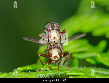 Bee ferrugineux (Sicus ferrugineus mouches grabber) couplés. Grosse tête voler. Sussex, UK Banque D'Images