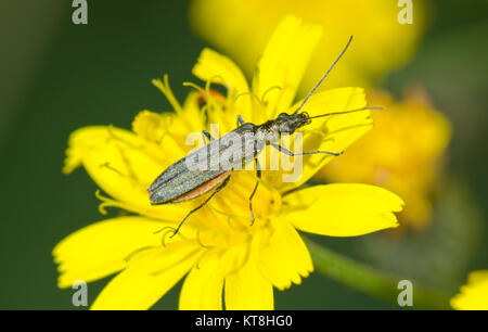 Oedemera lurida femme faux Blister Beetle sur fleur jaune. Sussex, UK Banque D'Images