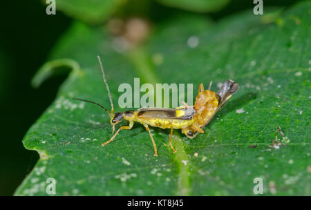 Malthinus seriepunctatus les coléoptères. Soldat couplé Sussex, UK Banque D'Images