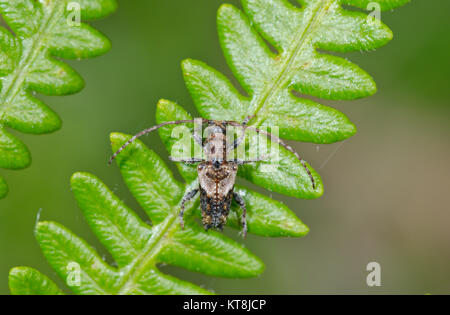 Le longicorne à moindre Thorn (Agapanthia hispidus) Cerambycidae augmentant de 2 antennes 2. Sussex, UK Banque D'Images