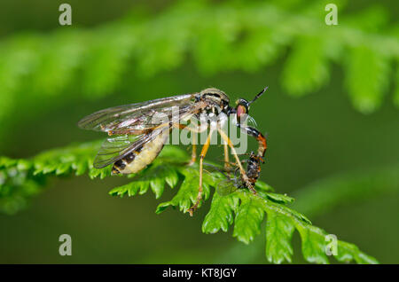 Pattes jaune petite Robberfly (Dioctria linearis) Femelle ailes nettoyage avec les proies 1 de 3. Sussex, UK Banque D'Images