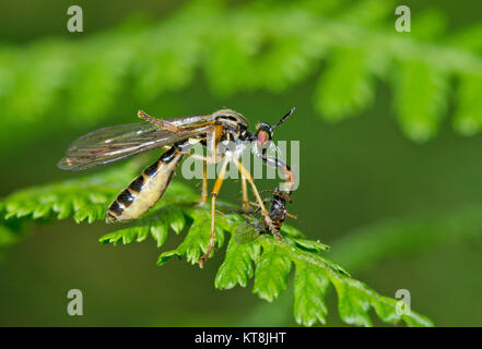 Pattes jaune petite Robberfly (Dioctria linearis) Femelle ailes nettoyage avec les proies 2 de 3. Sussex, UK Banque D'Images