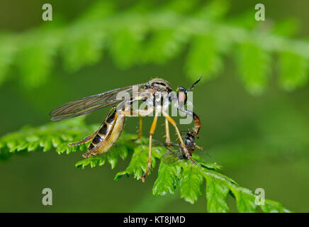 Pattes jaune petite Robberfly (Dioctria linearis) Femelle ailes nettoyage avec les proies 3 sur 3. Sussex, UK Banque D'Images