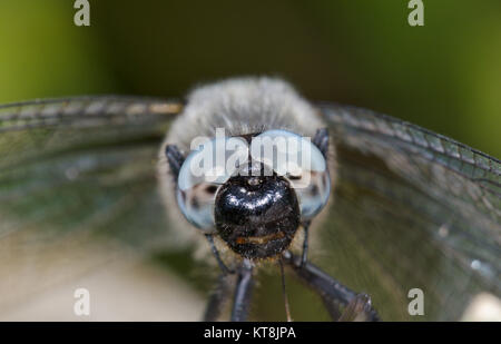 Chef de maigres Chaser Dragonfly (Libellula fulva) mâle. Sussex, UK Banque D'Images