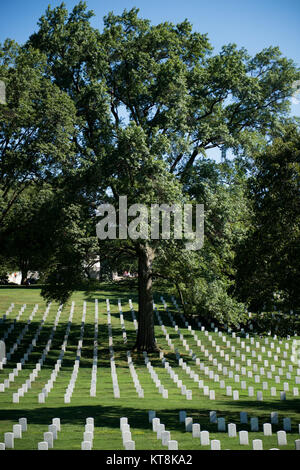 Un Pin Oak, dans l'article 12 de Arlington National Cemetery, près de l'Amphithéâtre Memorial, a été récemment nommé un champion de l'État de Virginie Arbre. Les arbres sont classés selon un système de points à l'aide de la circonférence à 4½ pieds, la hauteur de la couronne et de propagation de l'arbre, selon le site web du Programme Grand Arbre Virginie http://bigtree.cnre.vt.edu.(U.S. Photo de l'armée par Rachel Larue/libérés) Banque D'Images