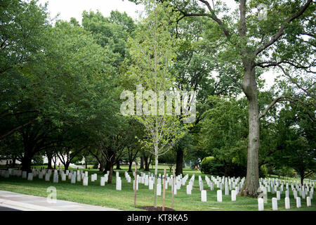 Un arbre commémoratif pour l'Association des pilotes d'hélicoptère du Vietnam se trouve près de l'Amphithéâtre Memorial dans le Cimetière National d'Arlington, le 10 août 2015. L'arbre est situé à l'extérieur de Memorial Drive. (U.S. Photo de l'armée par Rachel Larue) Banque D'Images