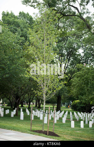 Un arbre commémoratif pour l'Association des pilotes d'hélicoptère du Vietnam se trouve près de l'Amphithéâtre Memorial dans le Cimetière National d'Arlington, le 10 août 2015. L'arbre est situé à l'extérieur de Memorial Drive. (U.S. Photo de l'armée par Rachel Larue) Banque D'Images