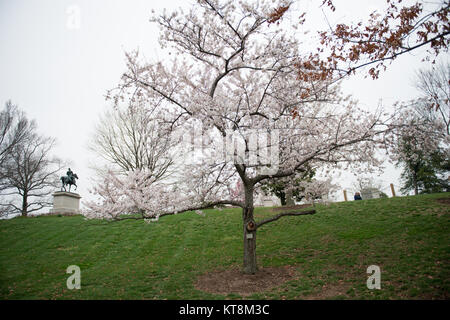 Fleurs d'un cerisier près de la Kearny monument au cimetière national d'Arlington, le 9 avril 2015 à Arlington, Va., commémorant le Cimetière National d'Arlington, du 150e anniversaire le paysage historique a été établi comme le Cimetière National d'Arlington Memorial Arboretum. L'Arboretum est un mémorial vivant de ceux qui ont servi notre pays et relie les visiteurs de la riche tapisserie de l'histoire vivante du cimetière et la beauté naturelle. Plus de 8600 arbres de 300 variétés composent la collection diversifiée. (U.S. Photo de l'armée par Rachel Larue/libérés) Banque D'Images